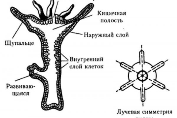 Мега даркнет википедия дата открытия